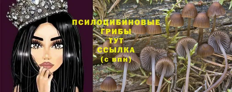 Галлюциногенные грибы MAGIC MUSHROOMS  Кувшиново 